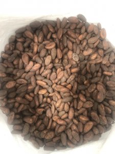 semi di cacao